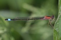 Weibchen der Großen Pechlibelle, Jugendform rufescens