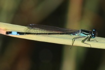 Ausgefärbtes Männchen der Großen Pechlibelle