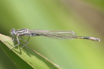 Unausgefärbtes Männchen der Großen Pechlibelle