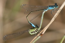 Paarungsrad mit Weibchen der Altersform infuscans