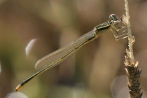 Frisch geschlüpftes Männchen der Kleinen Pechlibelle