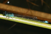 Ausgefärbtes Männchen der Kleinen Pechlibelle
