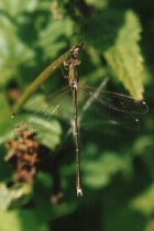 Männchen der Südlichen Binsenjungfer