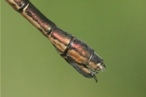 Hinterleibsende des Weibchens