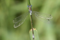 Männchen der Glänzenden Binsenjungfer