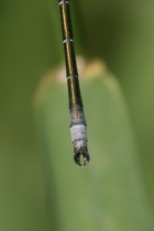 Hinterleibsanhänge des Männchens