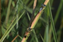 Eiablage der Glänzenden Binsenjungfer