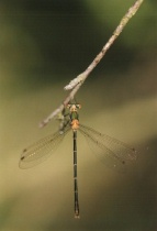 Weibchen der Gemeinen Binsenjungfer