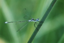 Männchen der Gemeinen Binsenjungfer