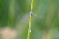 Männchen der Kleinen Binsenjungfer