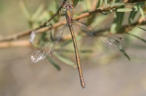 Weibchen der Gemeinen Weidenjungfer