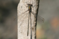 Männchen der Gemeinen Weidenjungfer