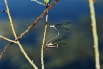 Eiablage der Gemeinen Weidenjungfer