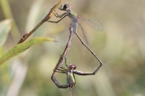 Paarungsrad der Gemeinen Weidenjungfer