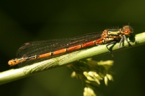 Junges Weibchen der Frühen Adonislibelle