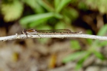Weibchen der Gemeinen Winterlibelle