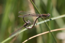 Paarungsrad der Gemeinen Winterlibelle
