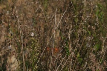 Gemeine Winterlibelle in Tarnung