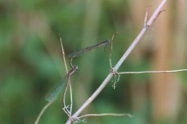 Tandem der Gemeinen Winterlibelle