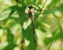 Westliche Keiljungfer