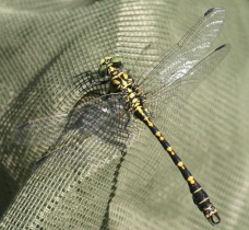 Kleine Zangenlibelle