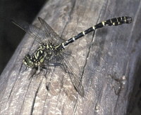 Mnnchen der Kleinen Zangenlibelle