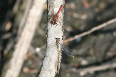 Blutrote Heidelibelle und Gemeine Weidenjungfer