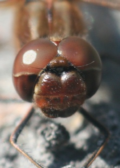 Gemeine Heidelibelle