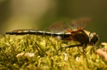 Weibchen