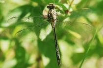 Weibchen