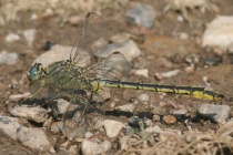 Männchen