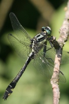 Männchen