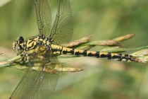 Weibchen