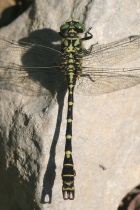 Männchen