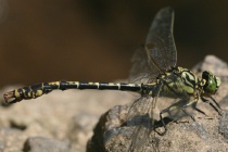 Männchen