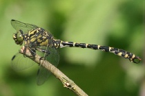 Männchen