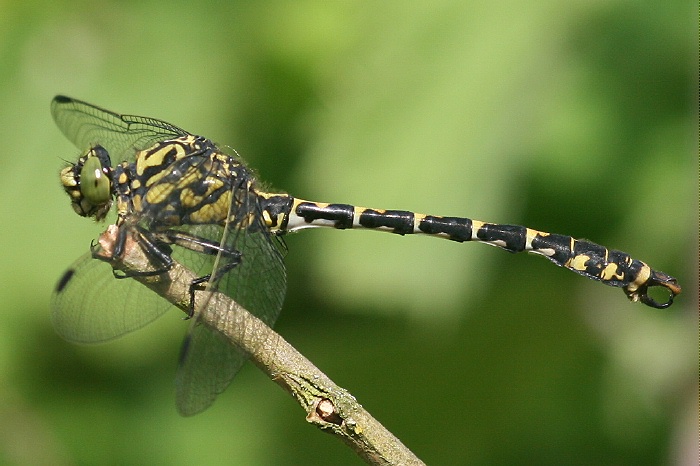 Männchen