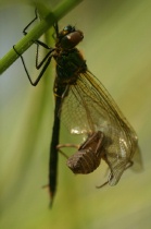 Weibchen