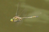 Flug