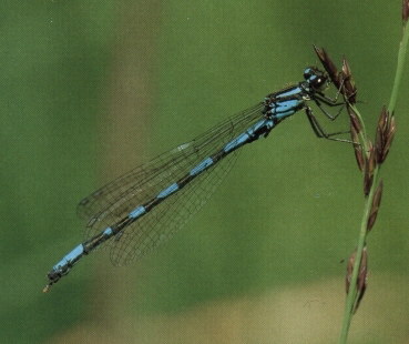 Sibirische Azurjungfer