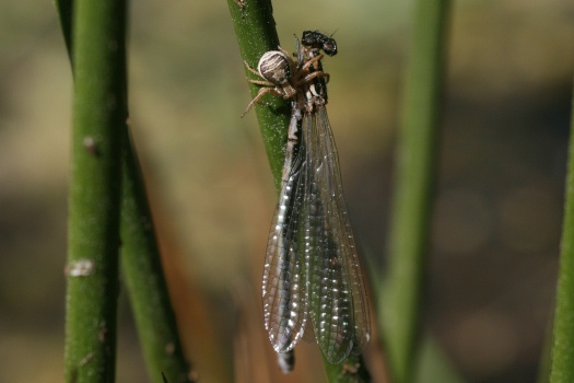 Krabbenspinne frisst Hufeisen-Azurjungfer