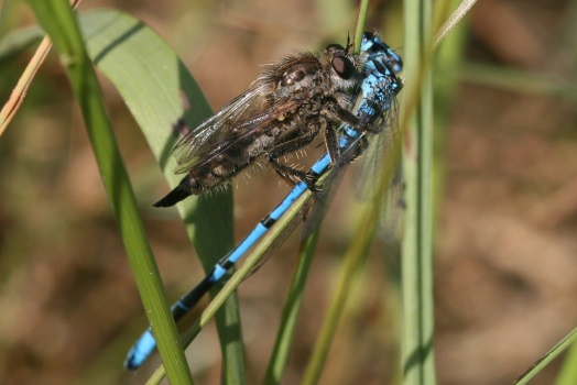 Raubfliege verzehrt Hufeisen-Azurjungfer