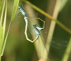 Große Pechlibelle