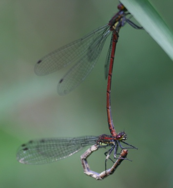 Frühe Adonislibelle putzt Hinterleib