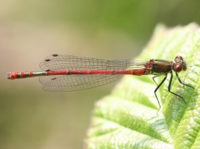Frühe Adonislibelle