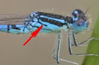 Coenagrion