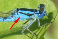 Enallagma