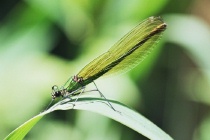 Weibchen