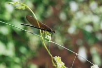 Weibchen