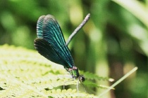 Männchen